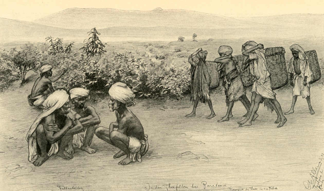 Colhedores de chá, Peradeniya, Ceilão, 1898. de Christian Wilhelm Allers