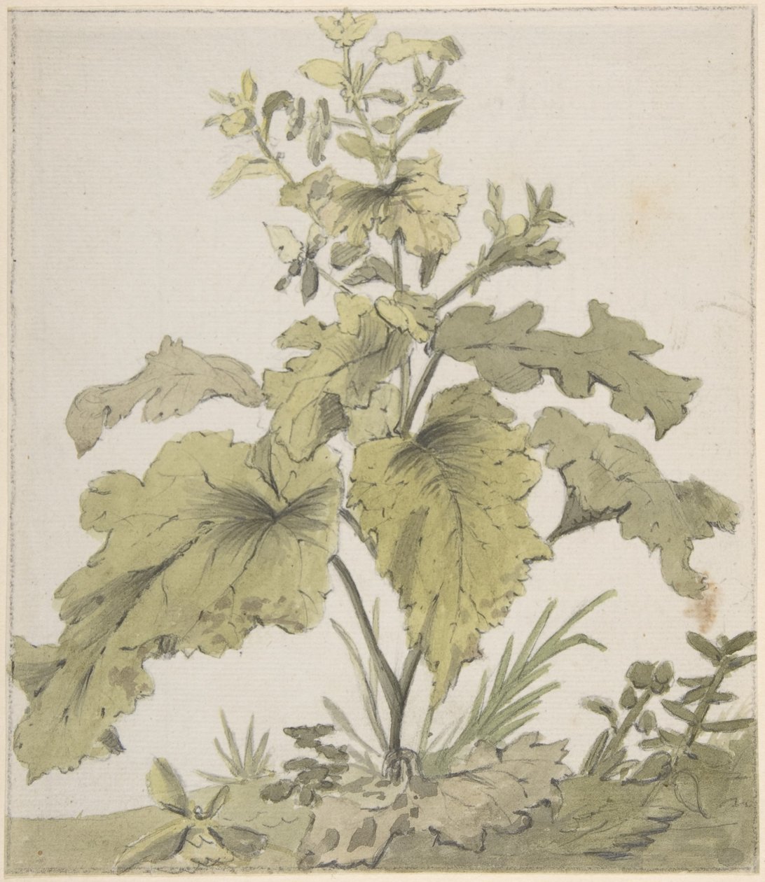 Estudo de uma planta de Christian Wilhelm Ernst Dietrich