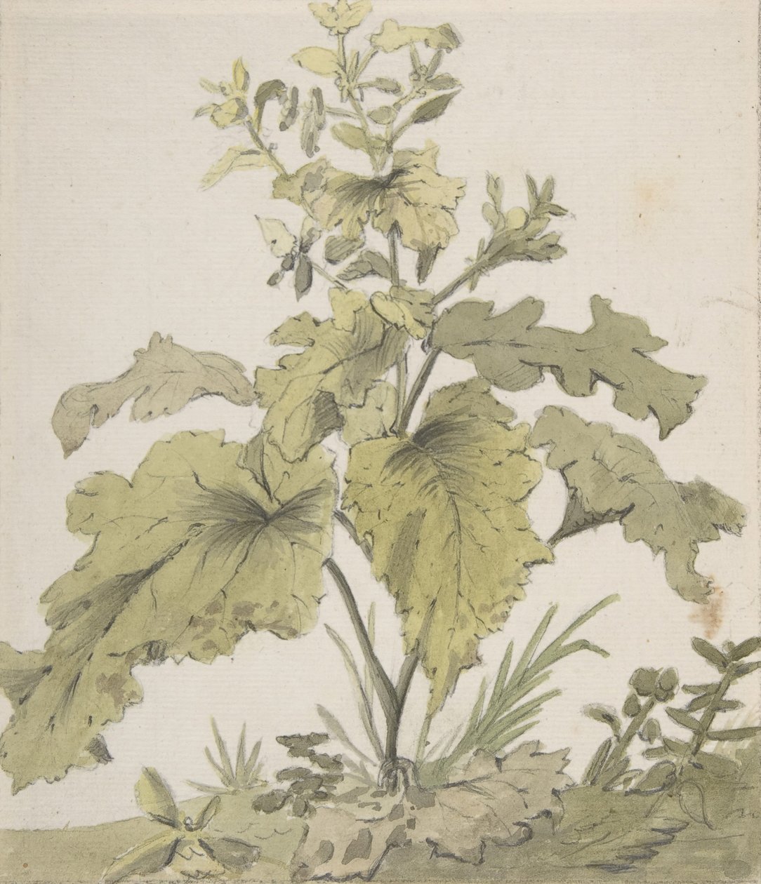 Estudo de uma planta, 1712-74. de Christian Wilhelm Ernst Dietrich