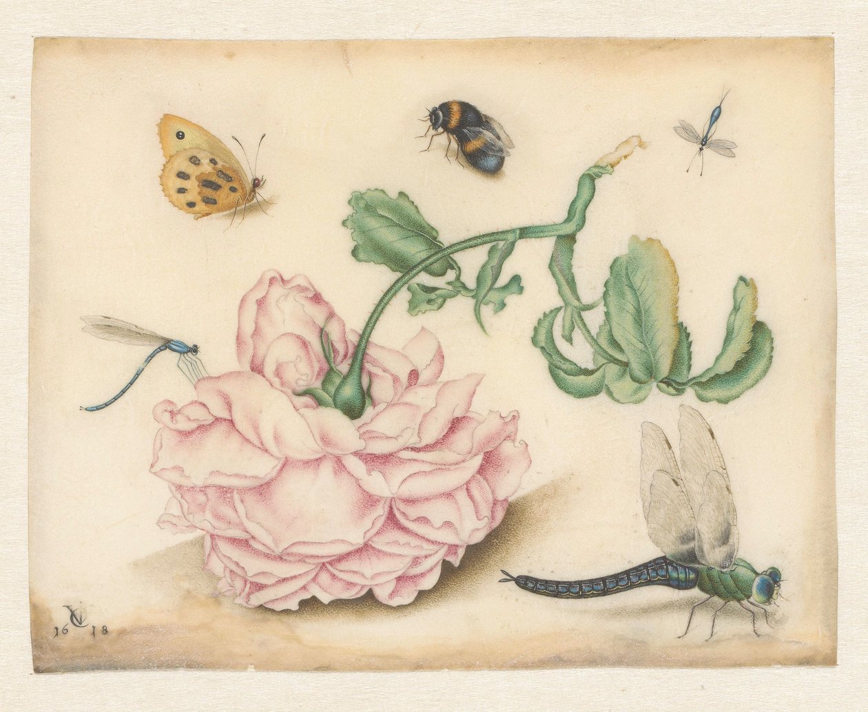 Uma rosa e cinco insetos de Christoffel van den Berghe