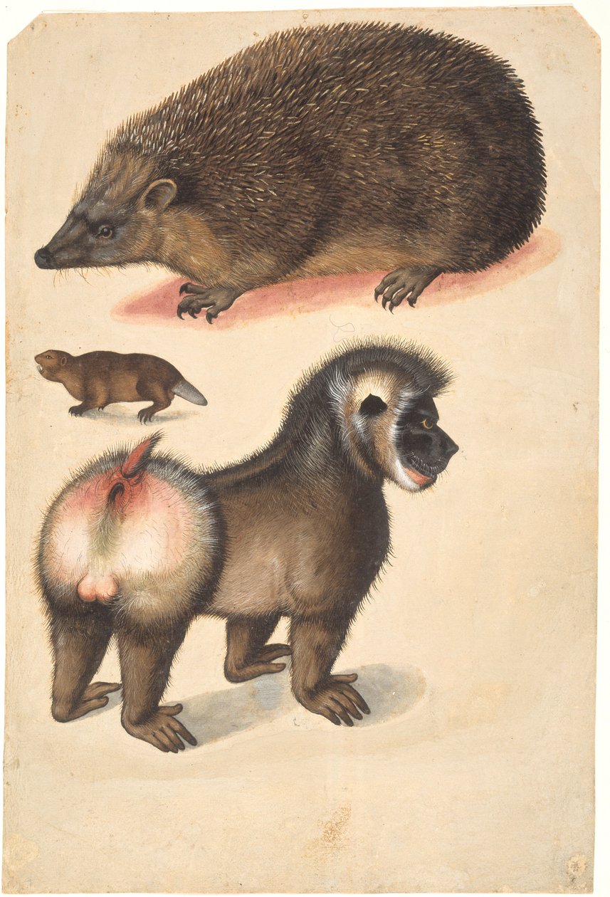 Um ouriço, um castor e um babuíno macho de Christoph Amberger