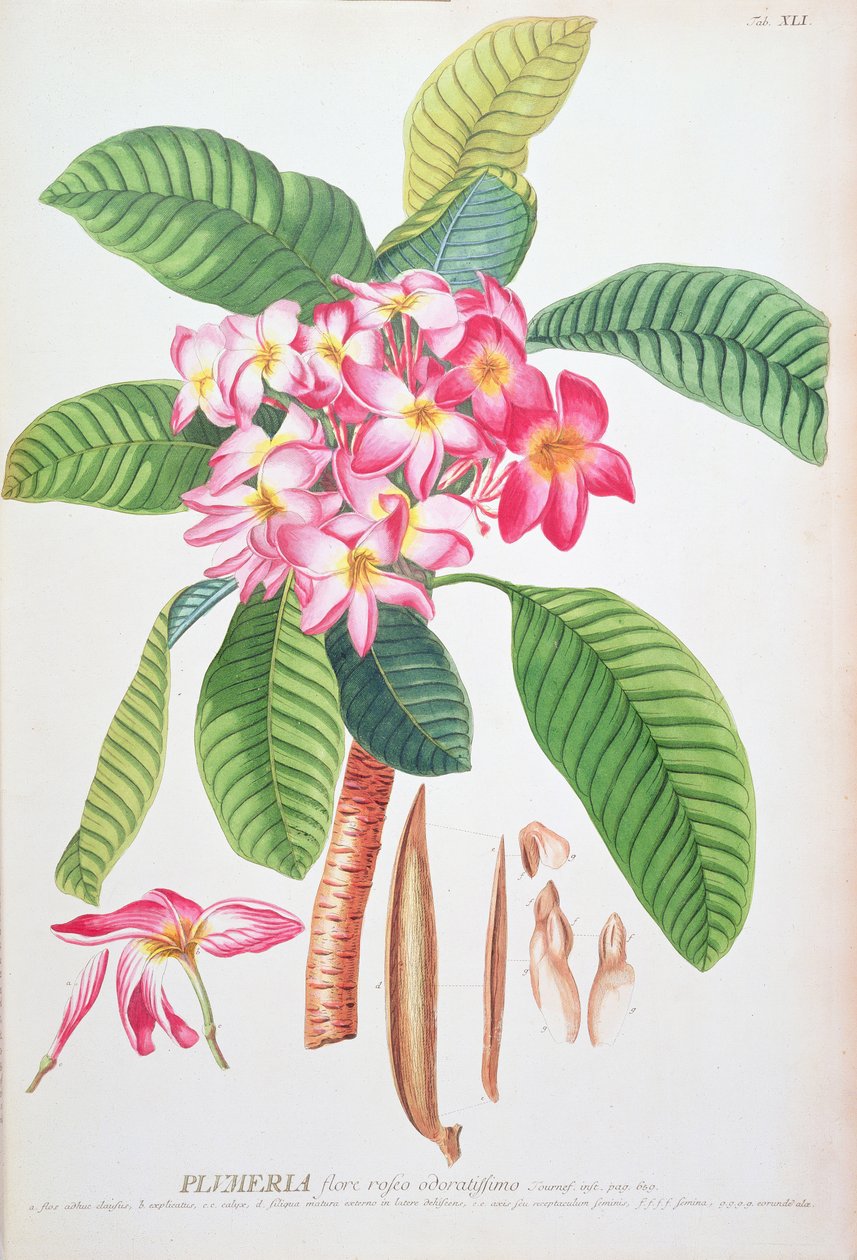 Plumeria: de Plantae Selectae, de Christoph Jacob Trew e Georg Dionysius Ehret (1710-70); Frangipanier; de Christoph Jacob & Ehert Georg Dionysius Trew