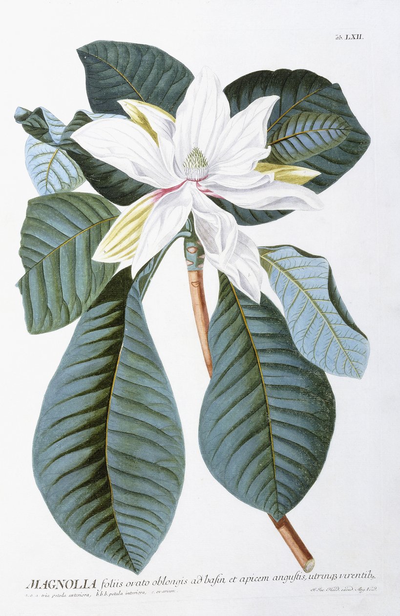 Magnólia, 1750-1773 de Christoph Jacob Trew