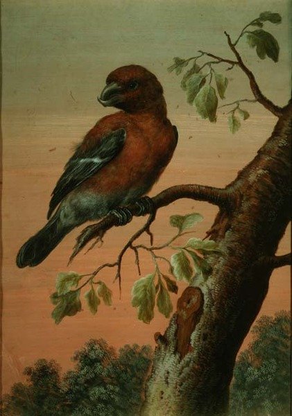 Um papagaio em um ramo, (guache), (veja também 60076) de Christoph Ludwig Agricola