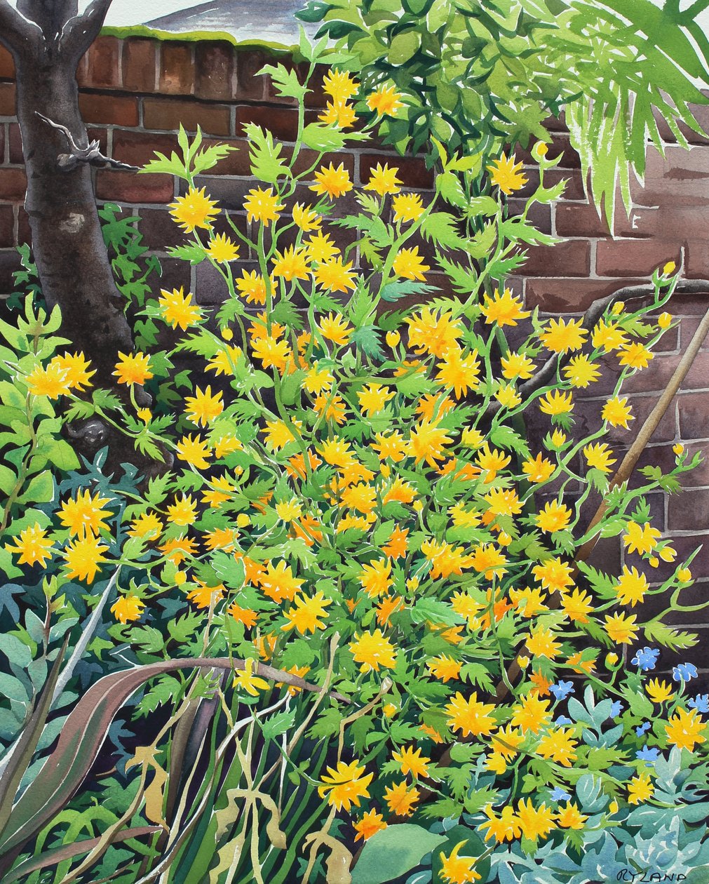 Kerria japonica de Christopher Ryland