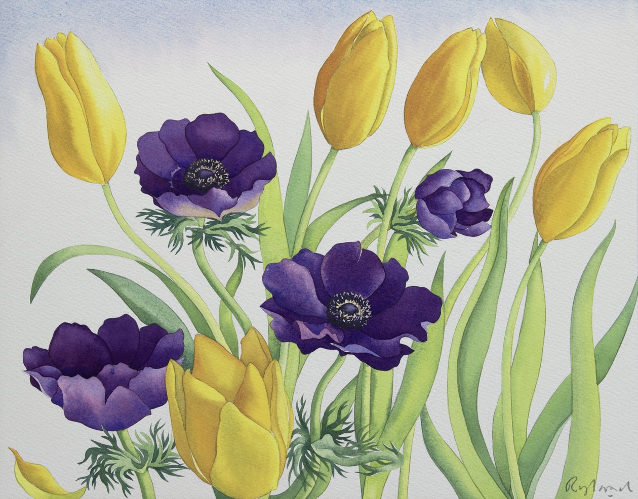 Tulipas e Anêmonas de Christopher Ryland