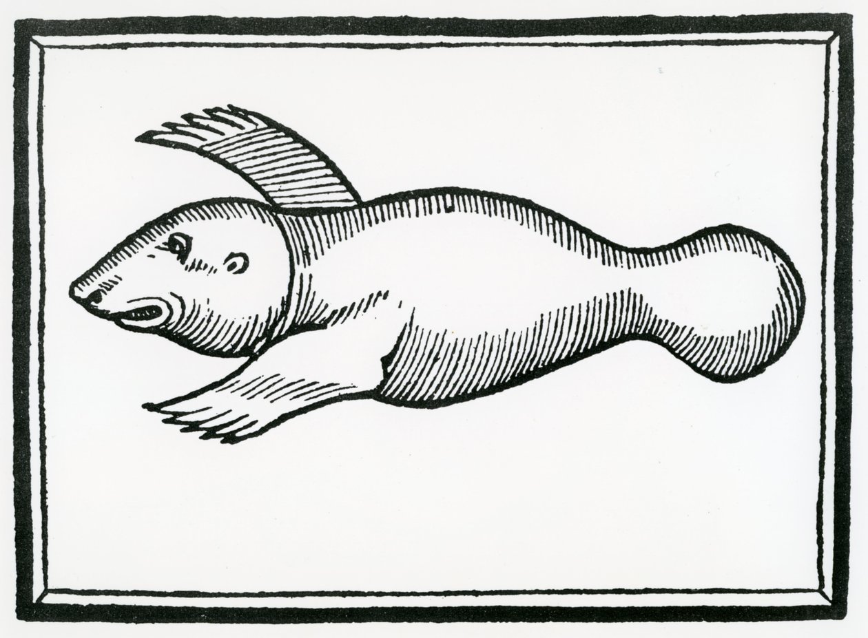 Um peixe chamado &39;Manati&39; da &39;História Geral das Índias&39; 1547 de Christopher Columbus