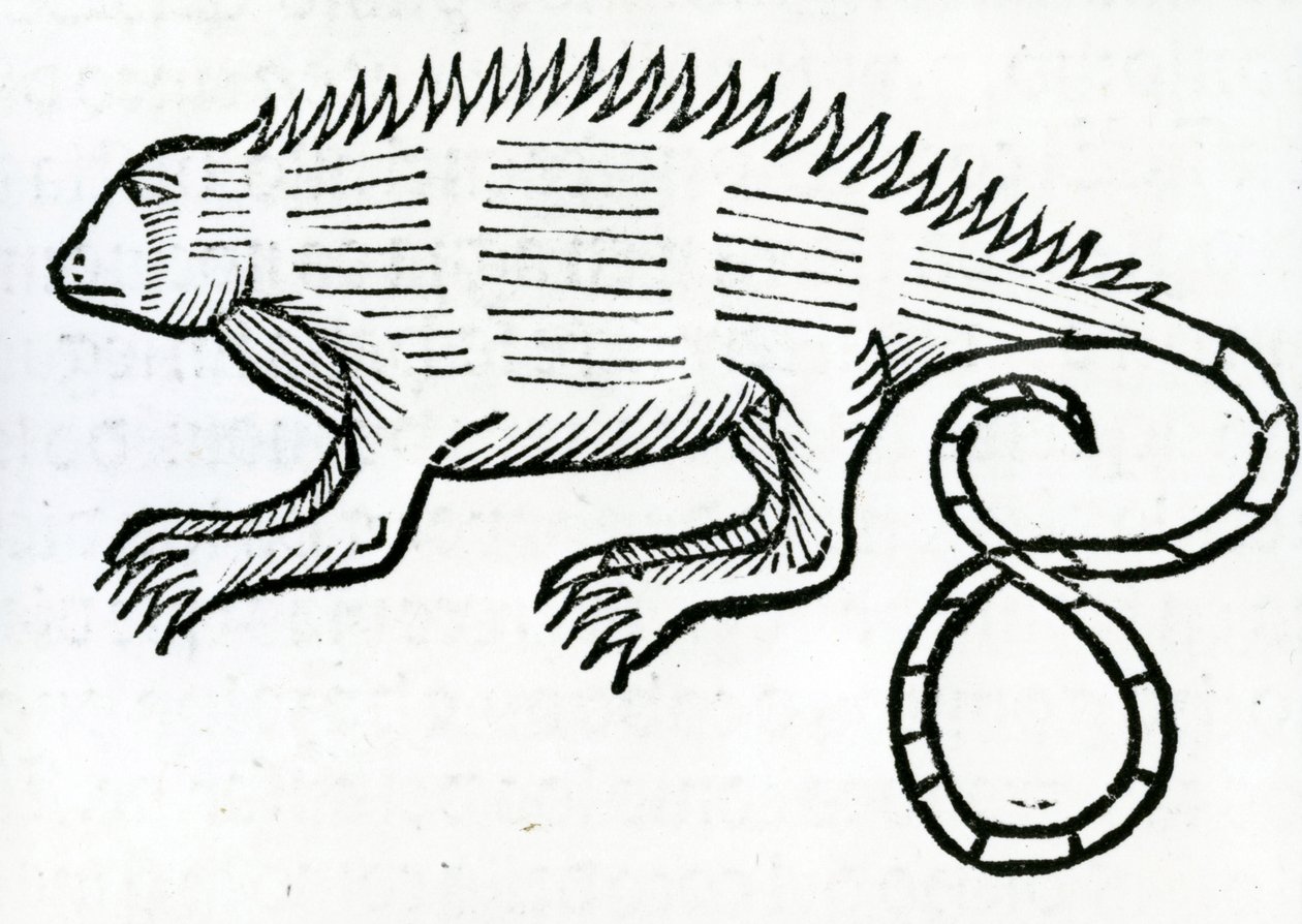 Iguana da "História Geral das Índias" 1547 de Christopher Columbus