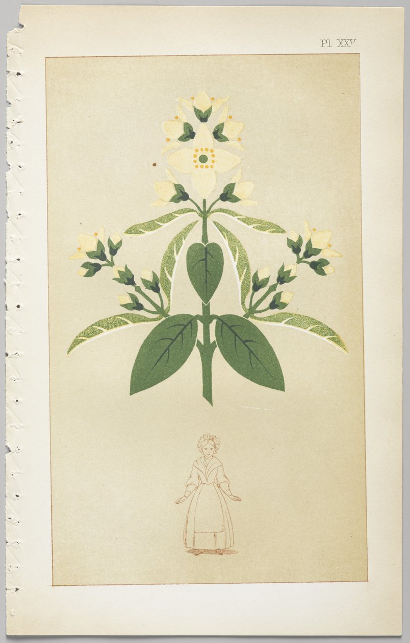 A arte do design decorativo: com um apêndice, dando as horas do dia em que as flores abrem, publicado pela Day & Son, Londres, 1862 de Christopher Dresser