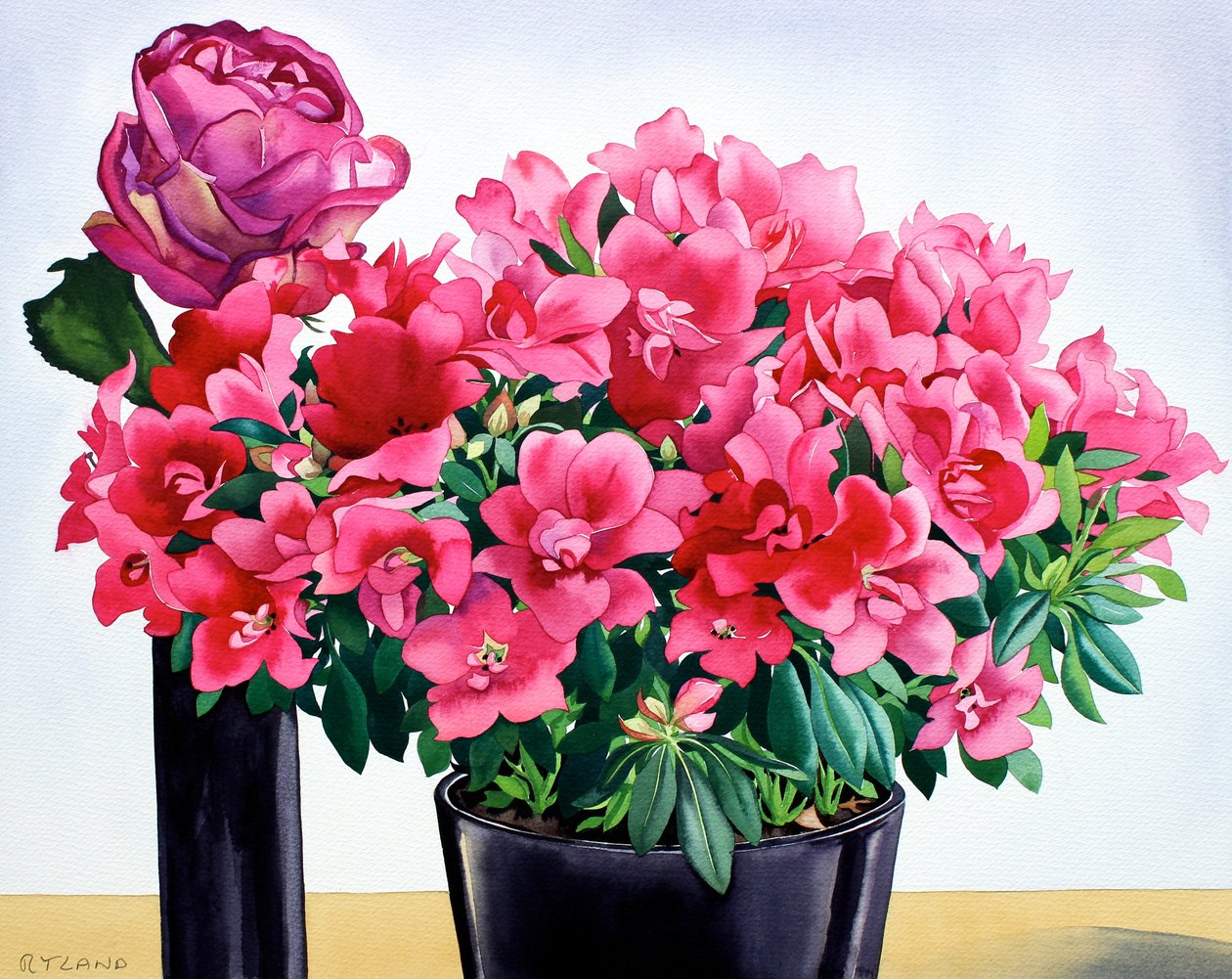Rosa Azálea de Christopher Ryland