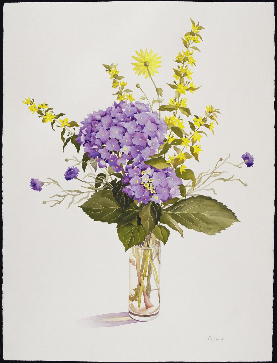 Hortênsia azul com Loosestrife amarelo (wc) de Christopher Ryland