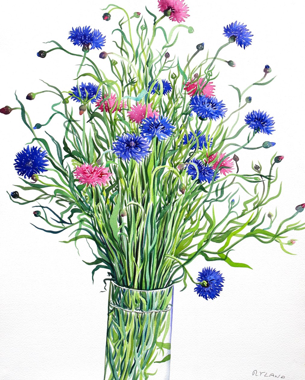 Cornflowers (aquarela em papel) de Christopher Ryland
