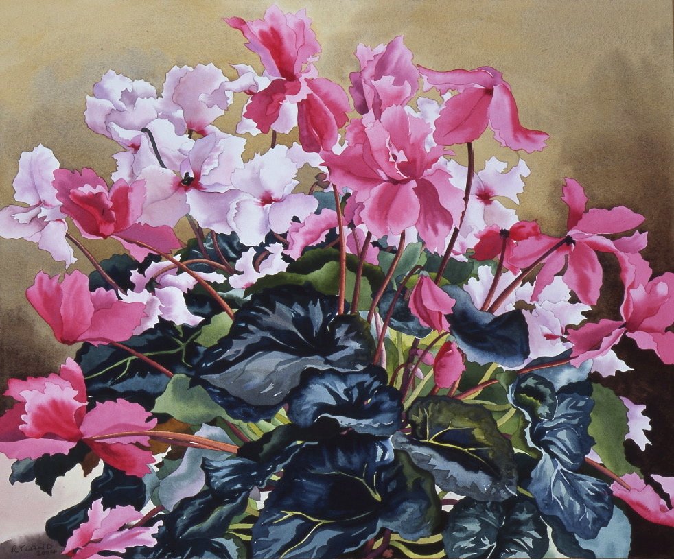 Cyclamen, 2004 (aguarela sobre papel) de Christopher Ryland