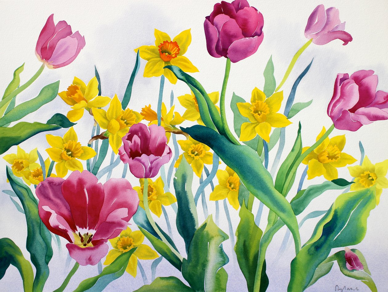 Narcisos e tulipas (aquarela sobre papel) de Christopher Ryland