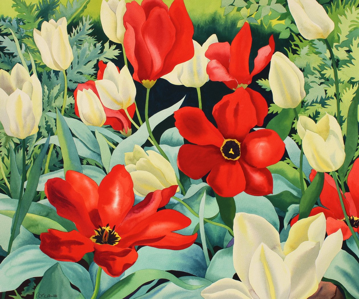 Tulipas adiantadas (aguarela no papel) de Christopher Ryland