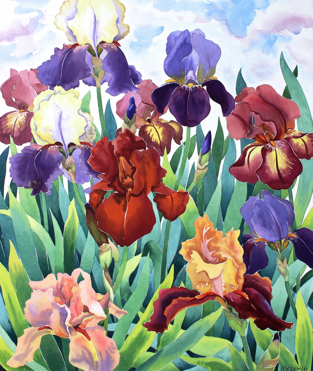 Glemsford Irises de Christopher Ryland