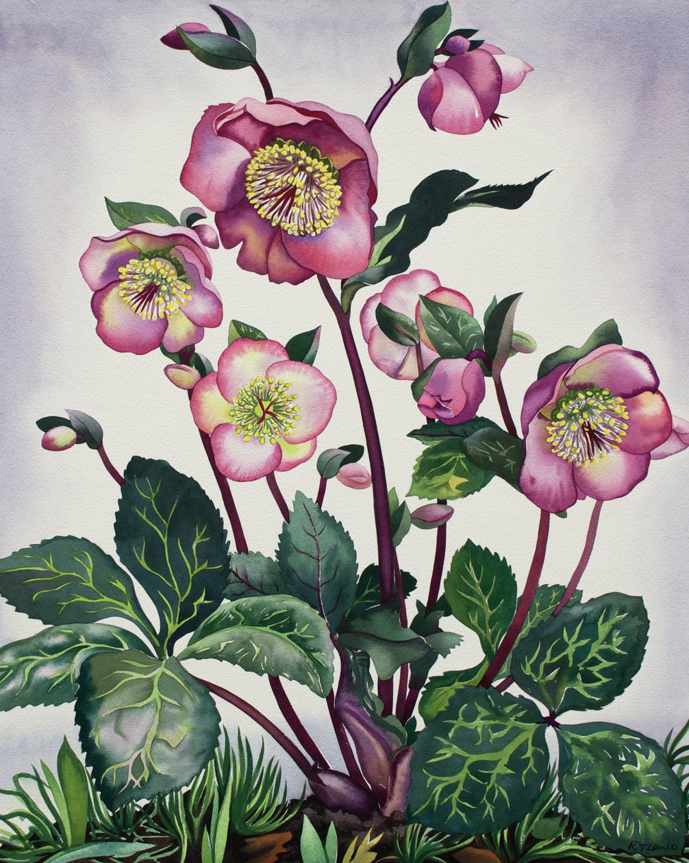 Heléboro de Christopher Ryland