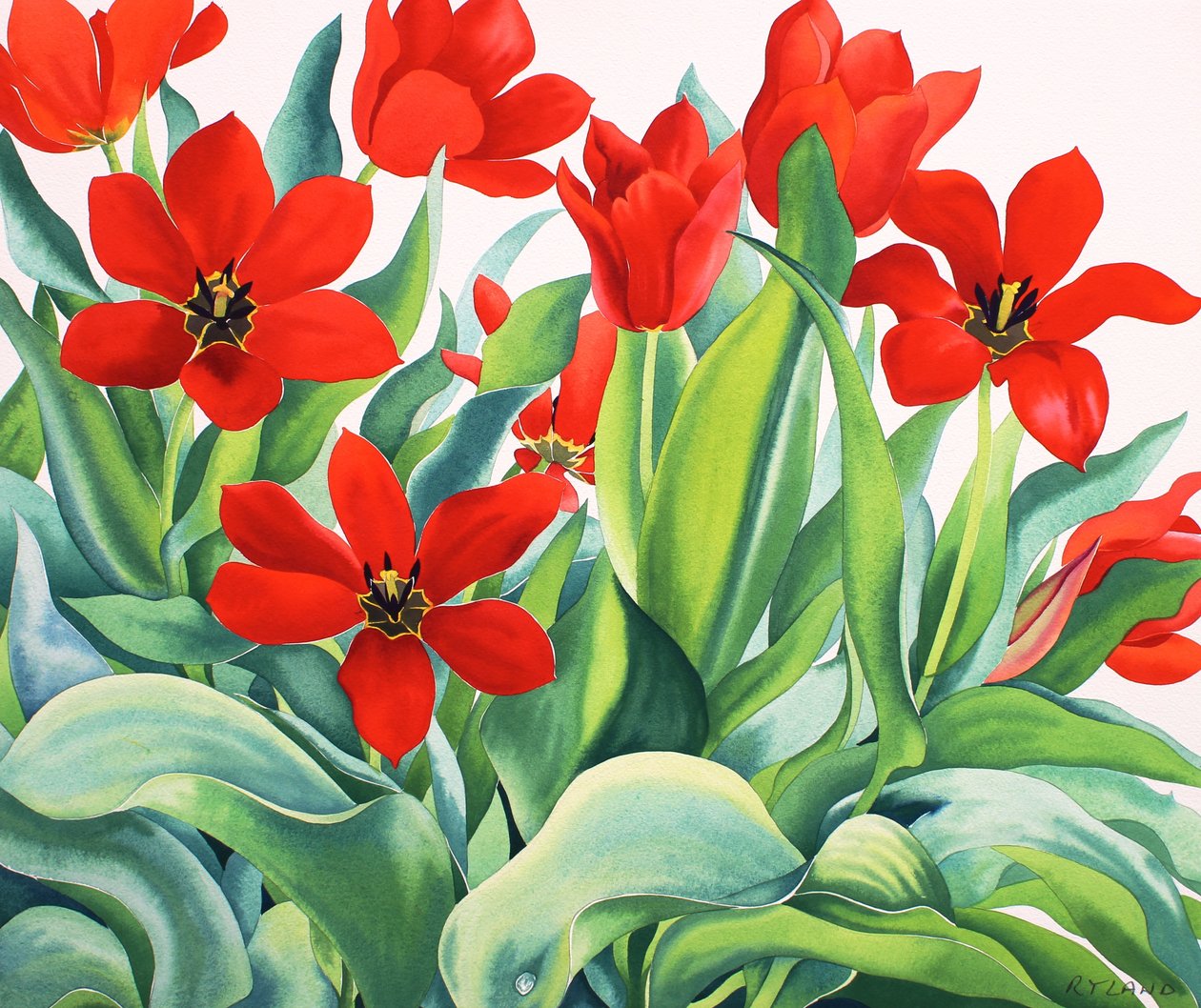 Madame Lefeber Tulips (aguarela sobre papel) de Christopher Ryland