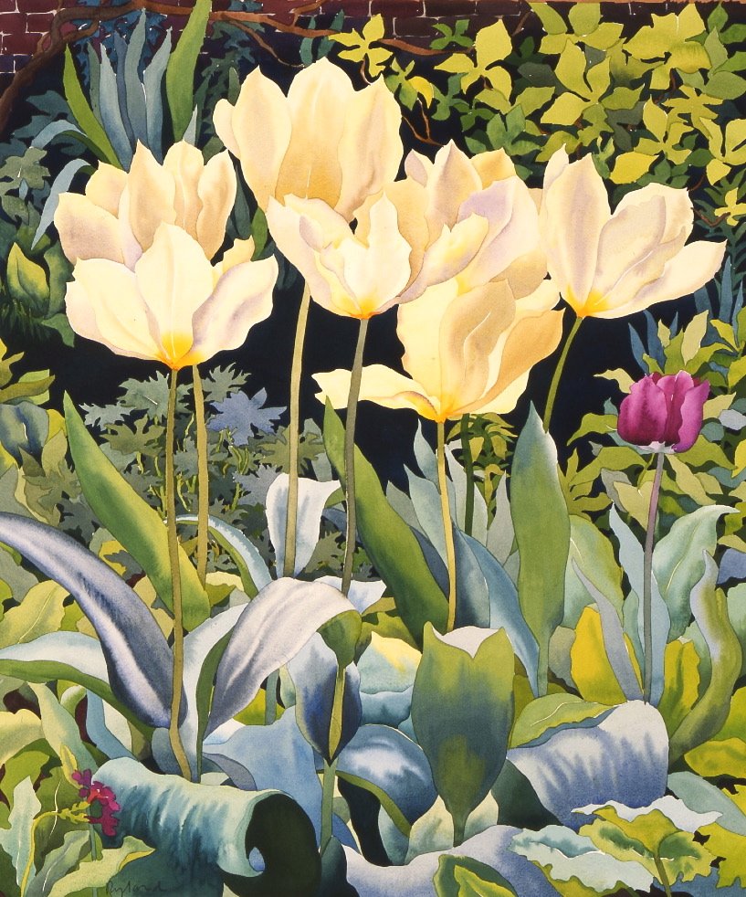 Tulipas Pálidas (aguarela sobre papel) de Christopher Ryland