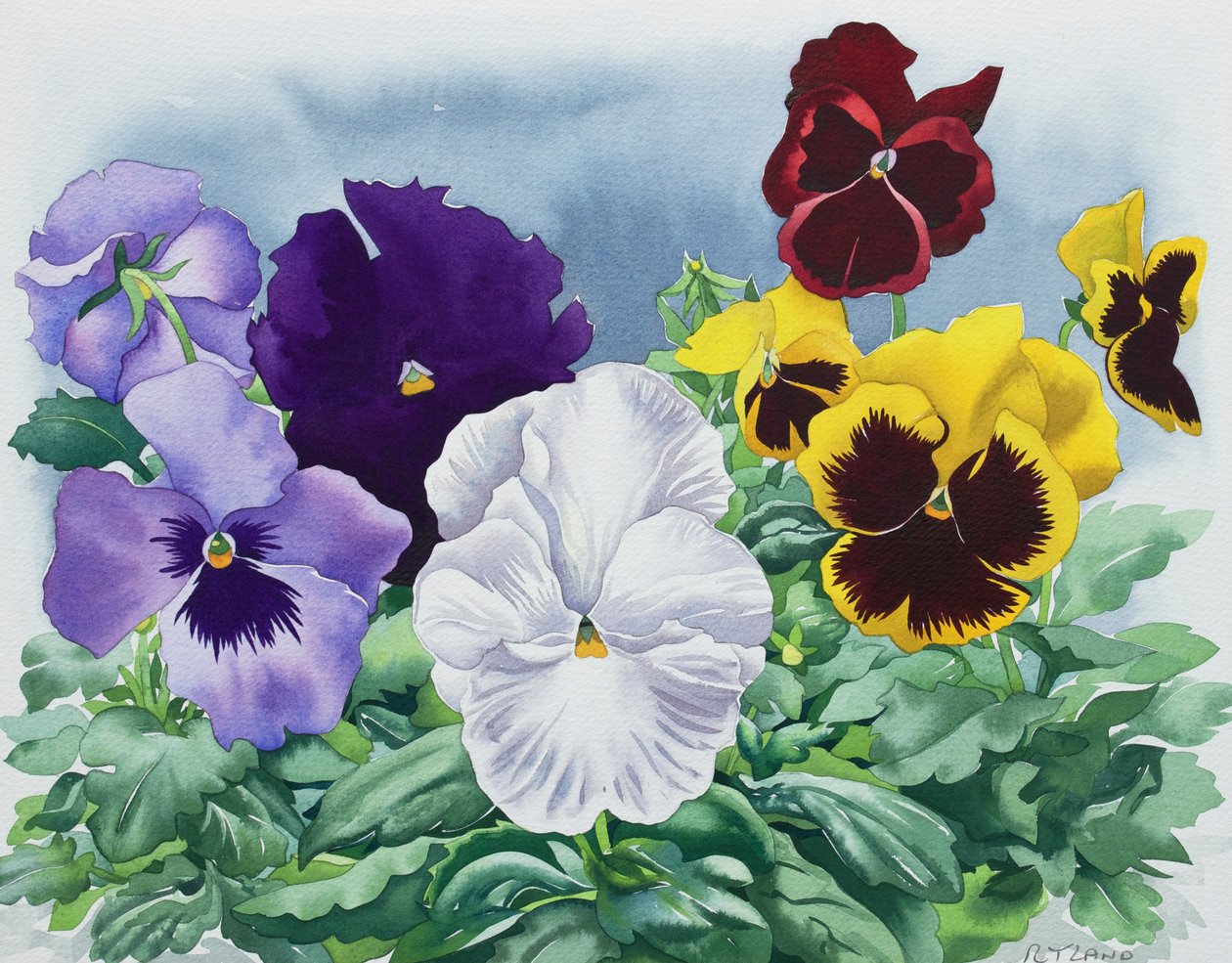 Pansies de Christopher Ryland