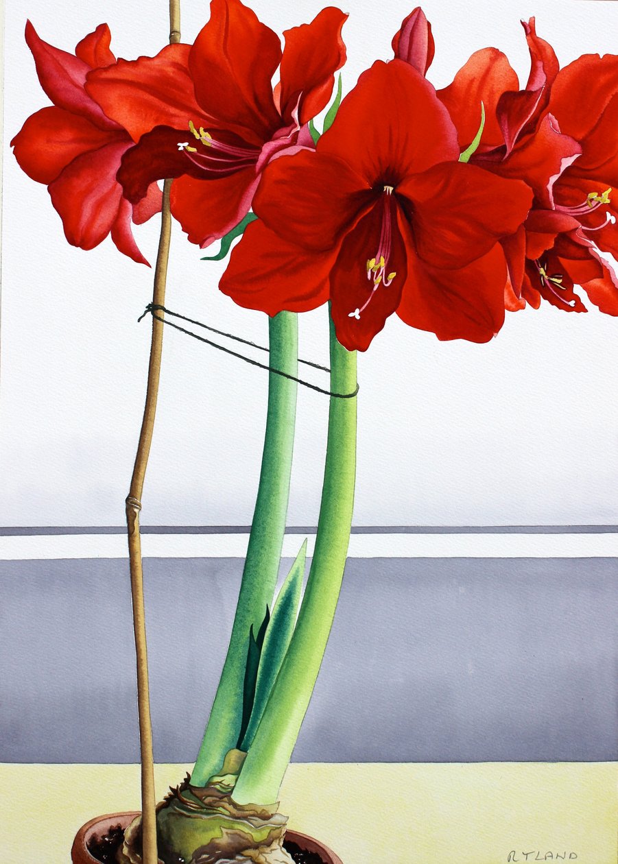 Vermelho Amaryllis 2 (aguarela sobre papel) de Christopher Ryland