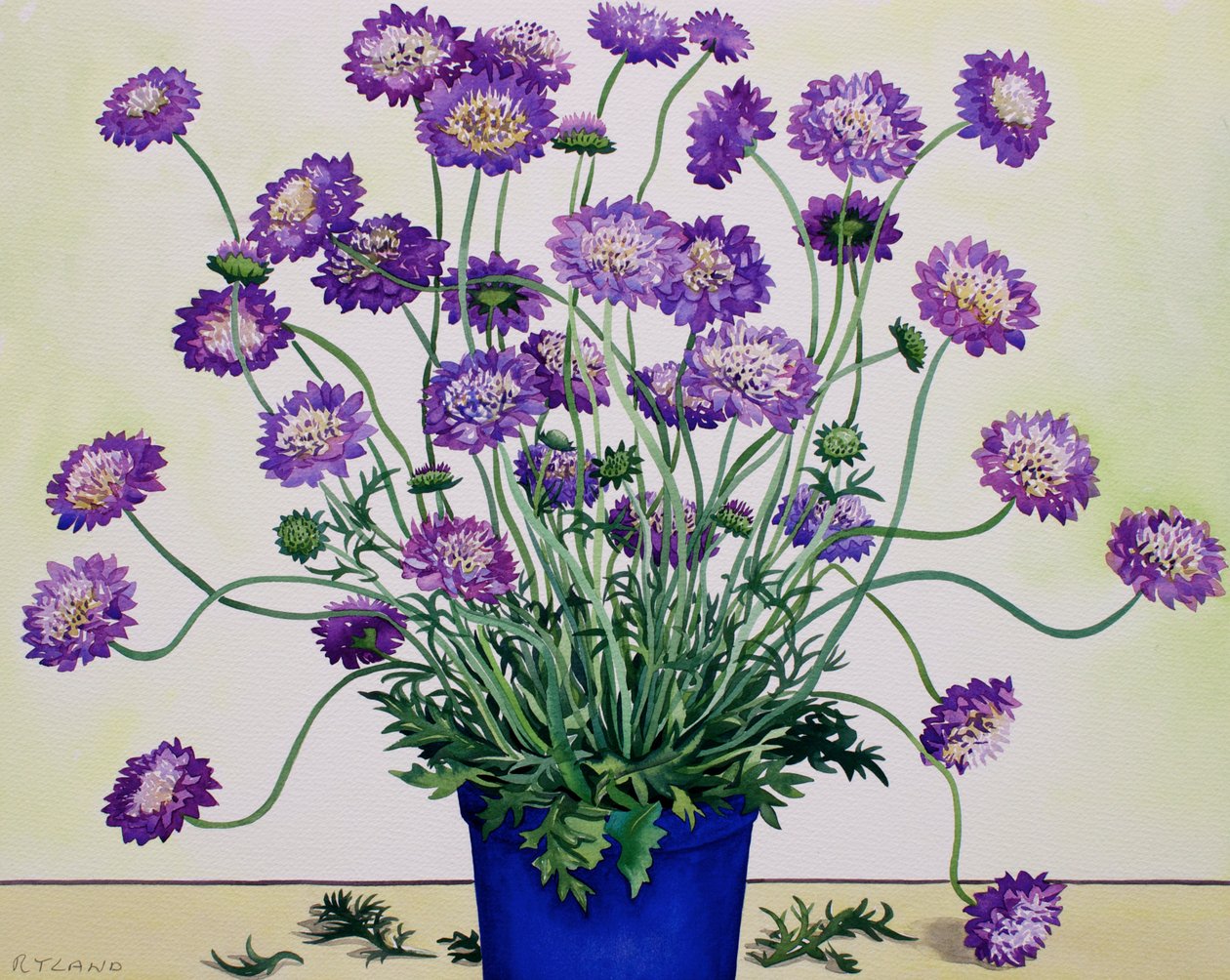 Scabious de Christopher Ryland