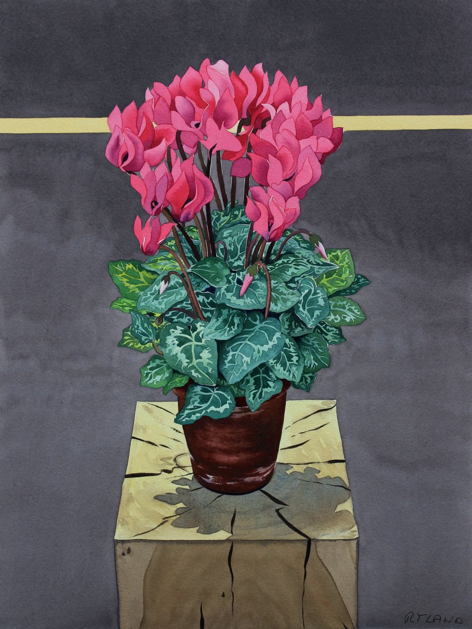 Ciclames de Natureza Morta (aguarela sobre papel) de Christopher Ryland