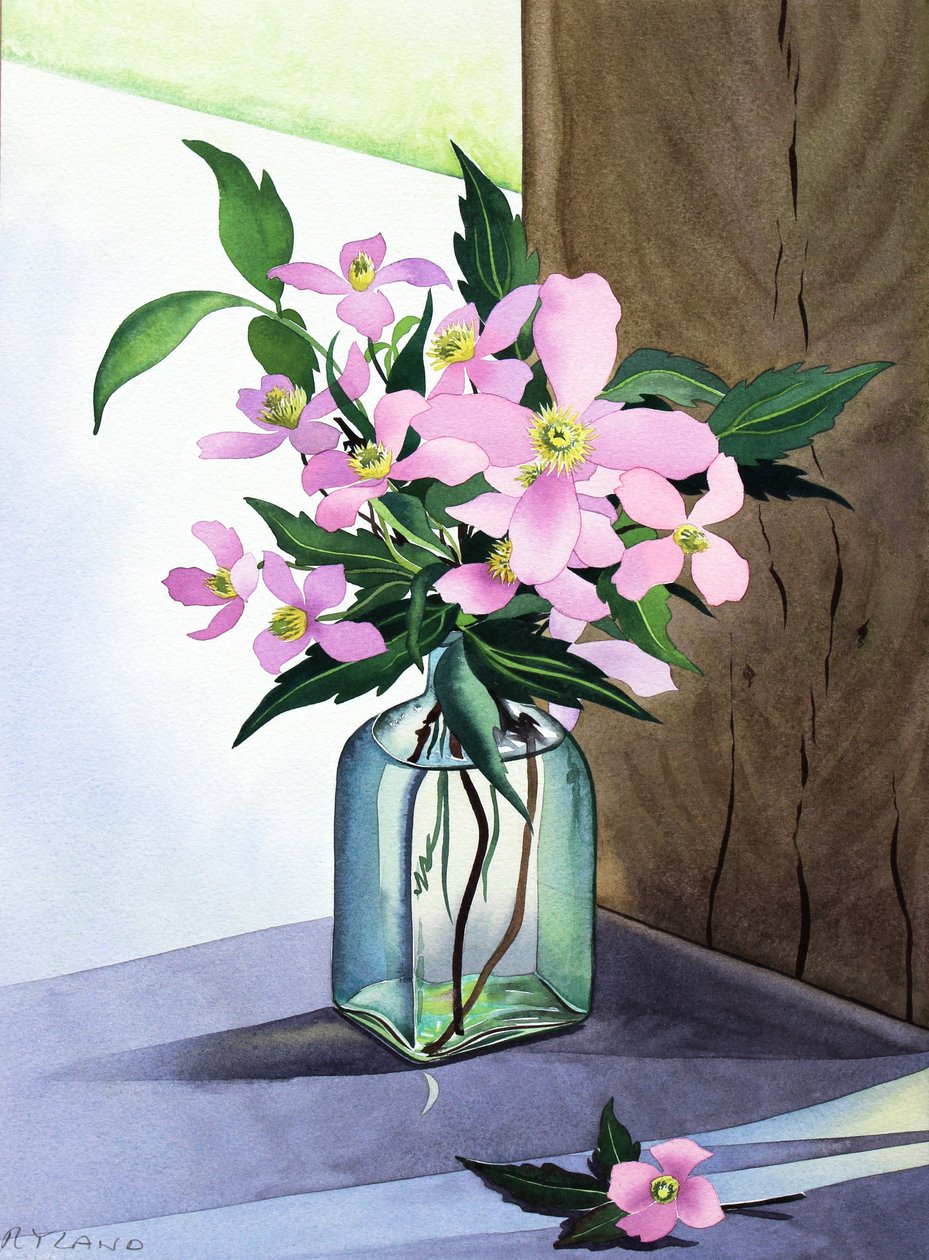 Still Life Pink Clematis (aguarela sobre papel) de Christopher Ryland