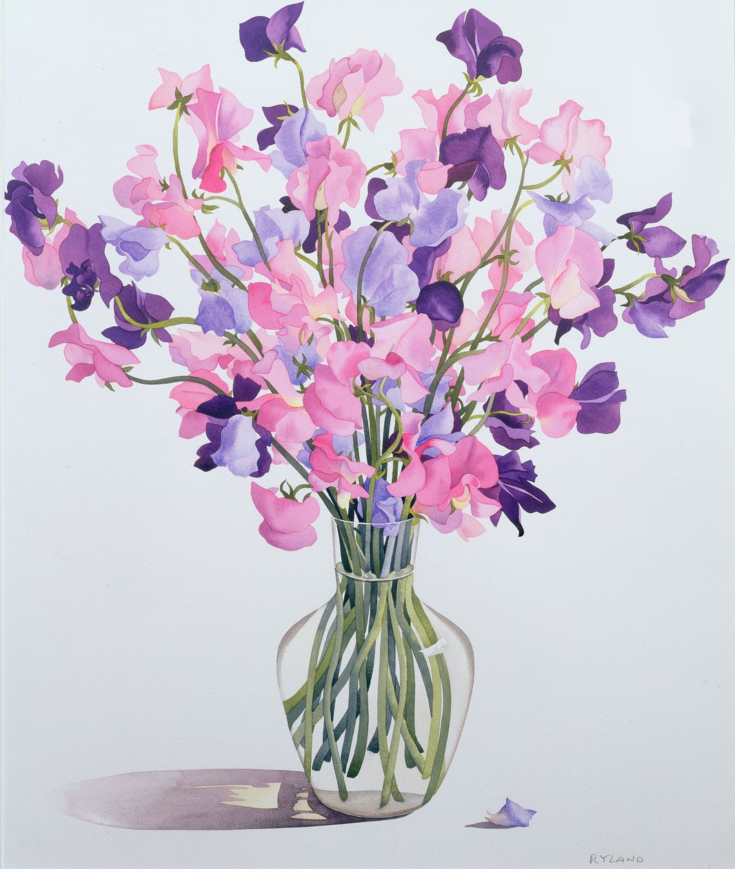 Sweetpeas, 2007 (wc no papel) de Christopher Ryland