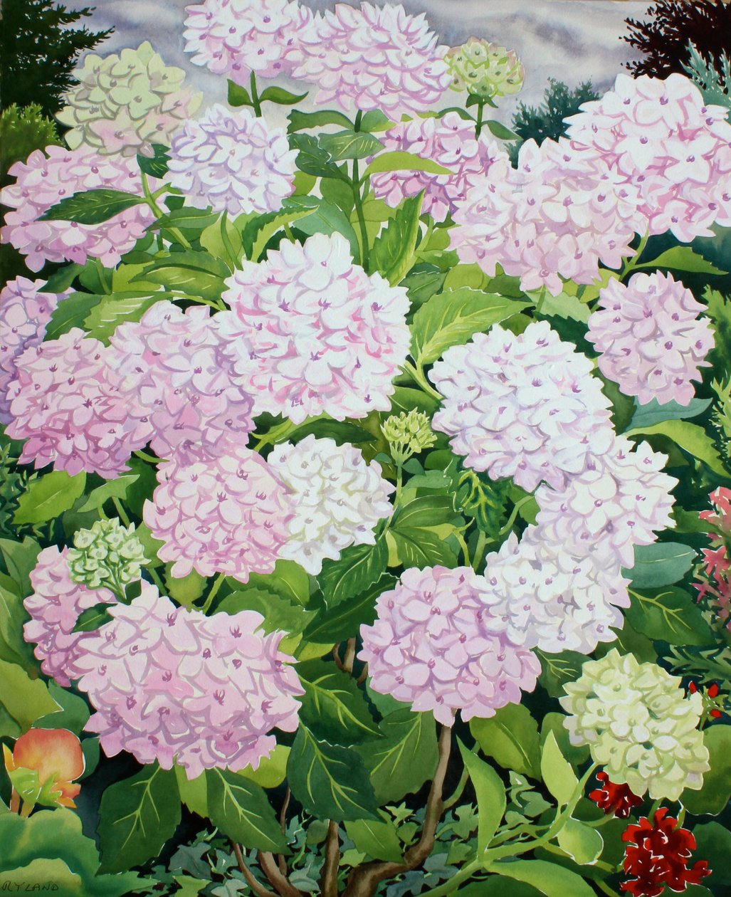 Hortênsia Branca de Christopher Ryland