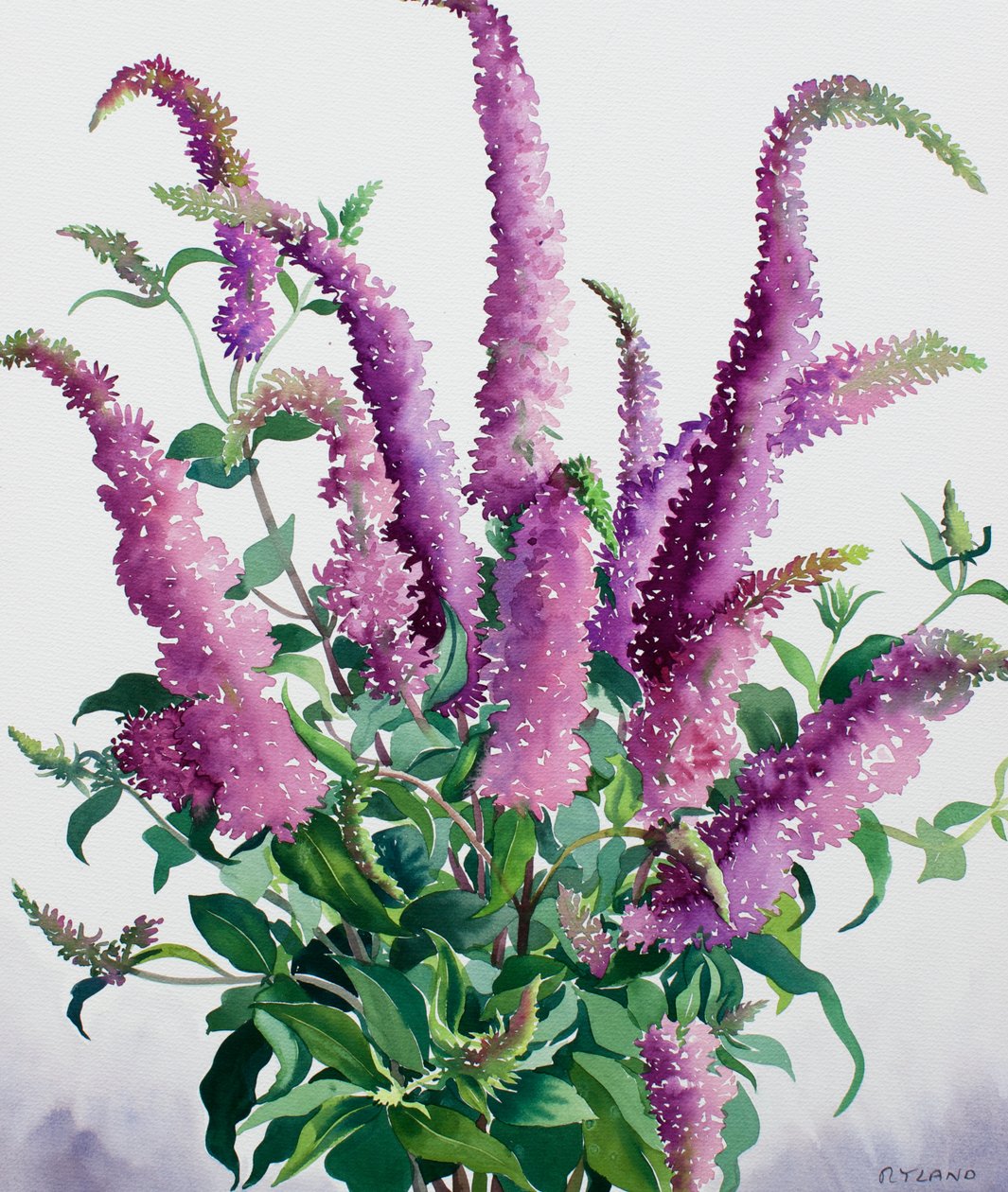 Buddleia selvagem de Christopher Ryland