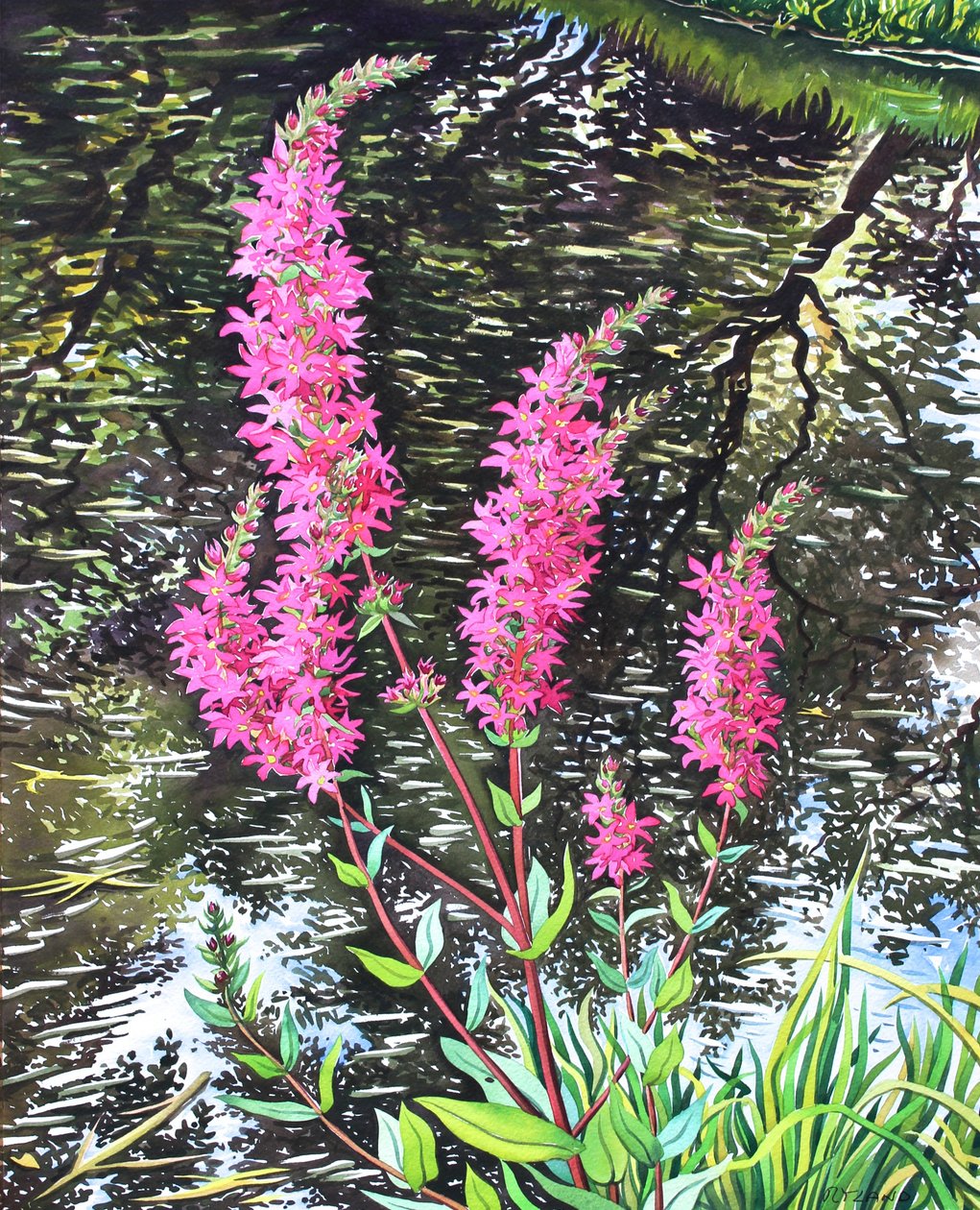 Loosestrife selvagem (aquarela sobre papel) de Christopher Ryland