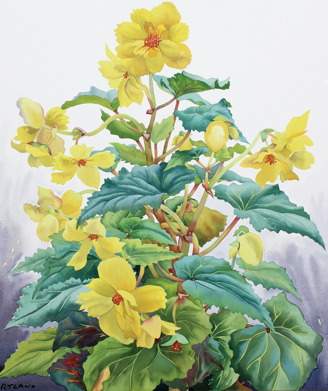 Begônia Amarela 2 de Christopher Ryland