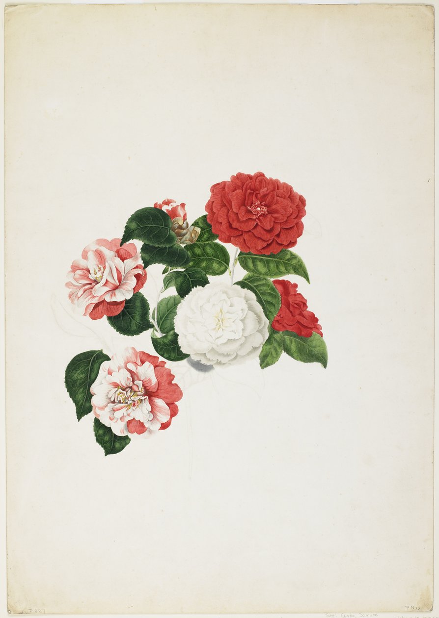 Camélias Comuns (Camellia japonica) (wc e grafite sobre papel) de Clara Maria Pope
