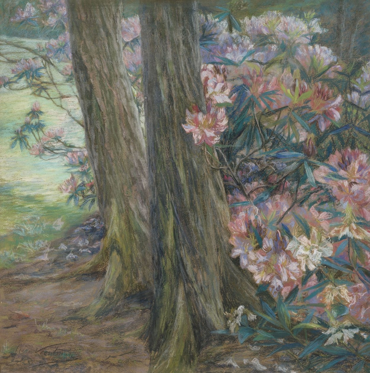 Rododendronbusch Clara Voortman de Clara Voortman