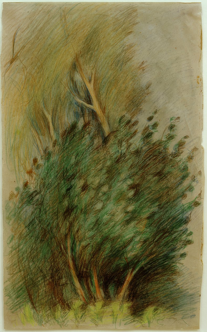 Tucheler Heide (estudo florestal) de Clara Siewert