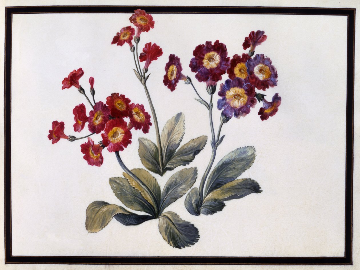 Aurícula, c.1690 de Claude Aubriet