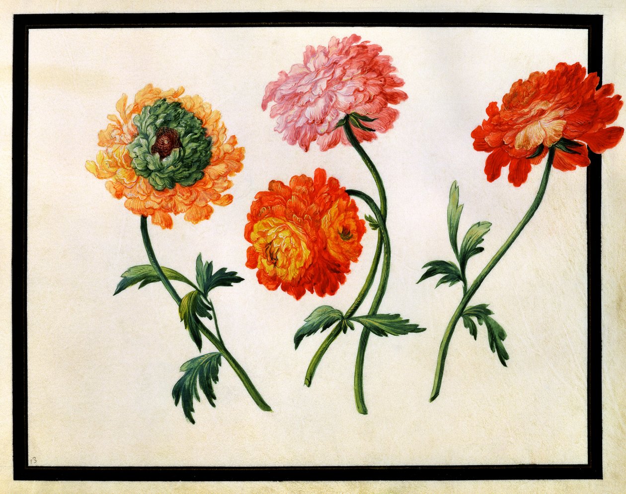 Crisântemos de Claude Aubriet