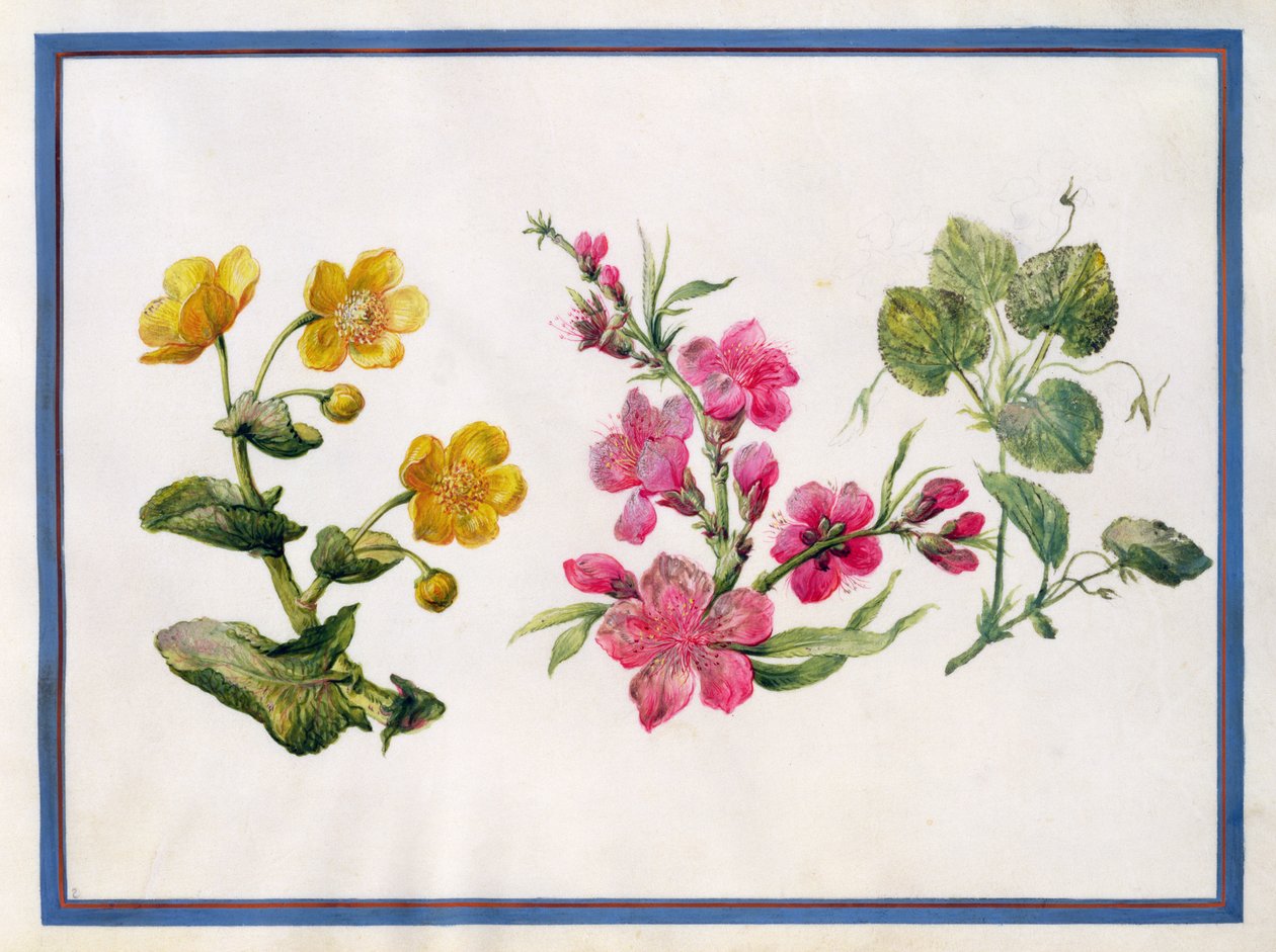 Marigold De Pântano, Japonica, Violeta de Claude Aubriet