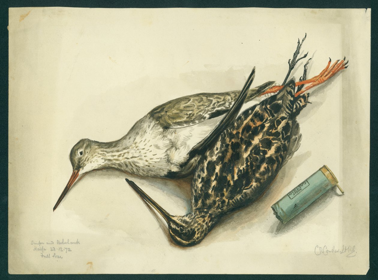 Narceja e Redshank, 1872 (wc e lápis sobre papel) de Claude Conder