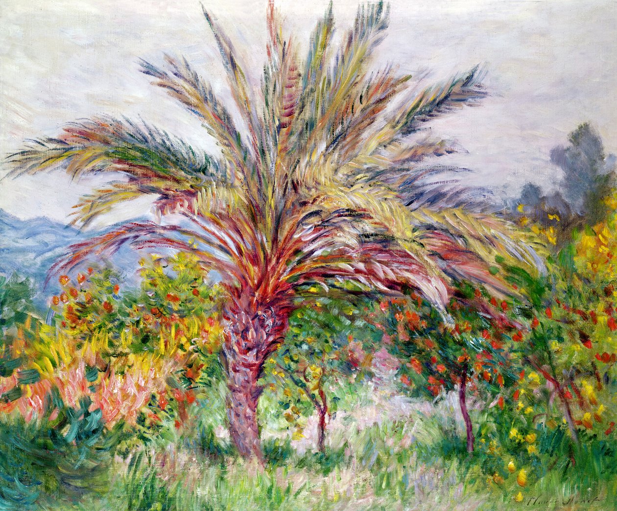 Palmeira em Bordighera, c.1884 de Claude Monet