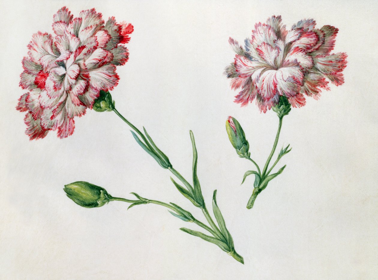 Cravos de Claude Aubriet