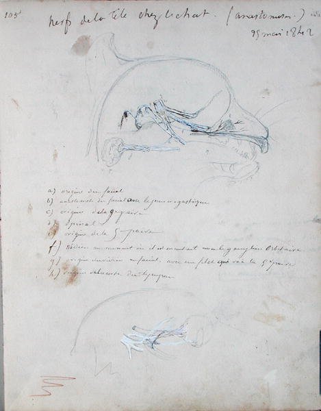 Sistema nervoso na cabeça de um gato, maio de 1842 (lápis sobre papel) de Claude Bernard