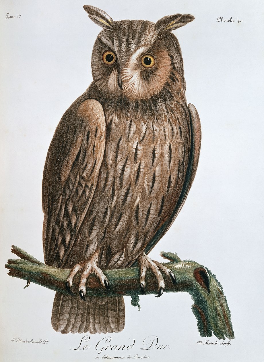 O Grão-Duque ", Coruja de Águia, 1799-1808 de Claude Fessard
