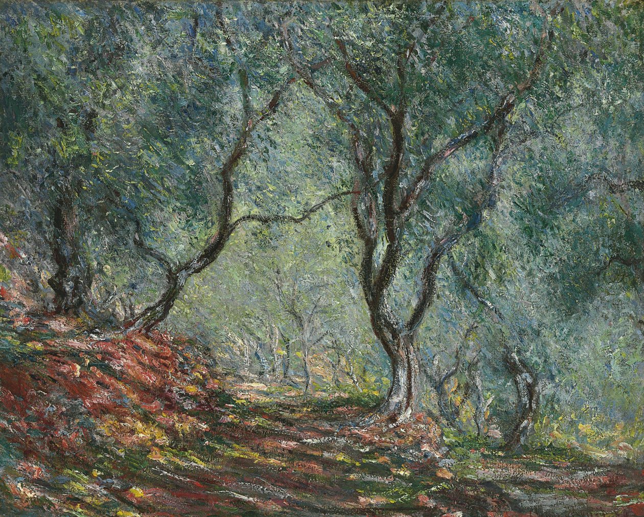 Oliveiras no jardim Moreno, 1884 de Claude Monet