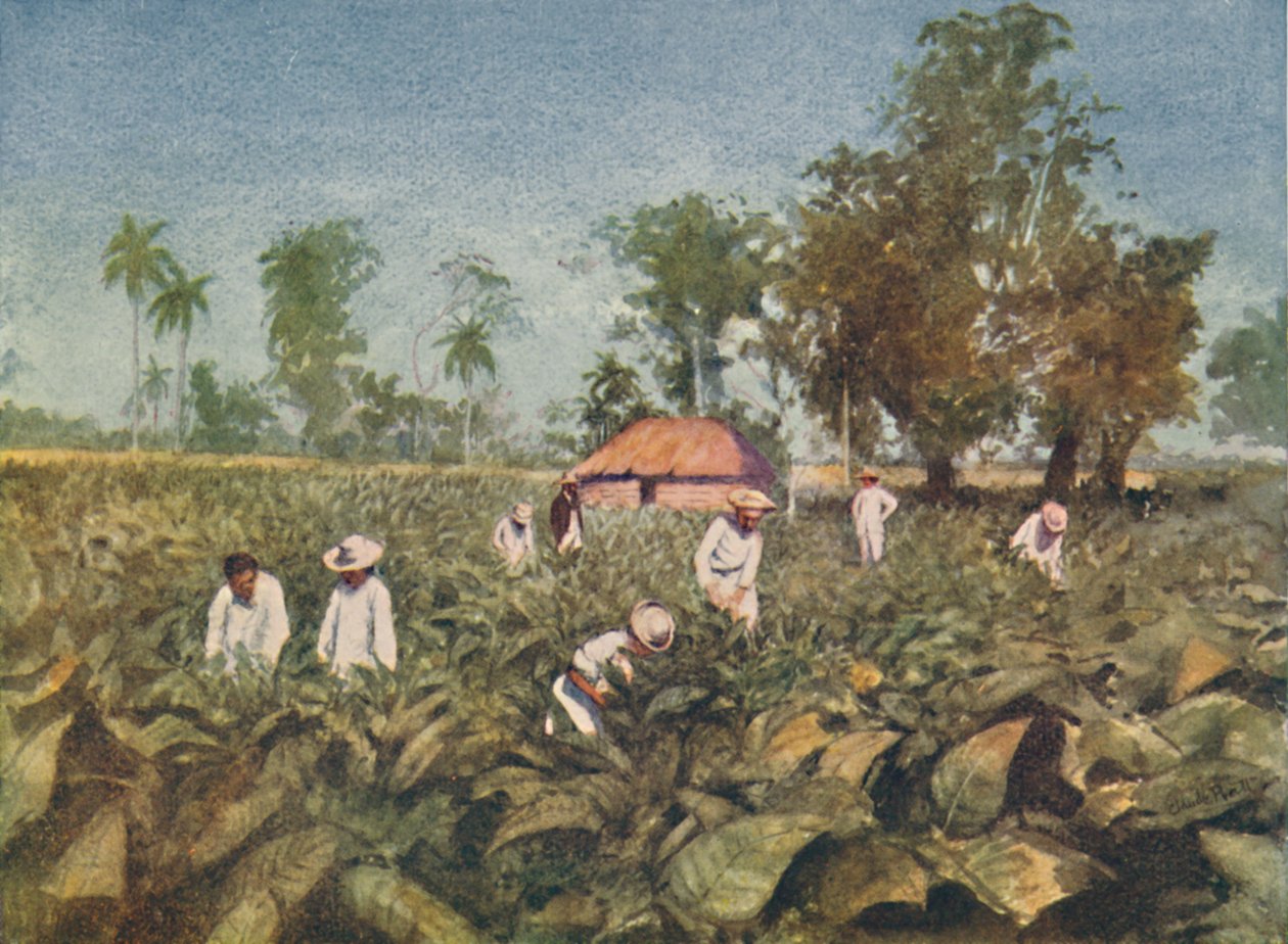 Plantação de tabaco, Cuba, 1916 de Claude Pratt