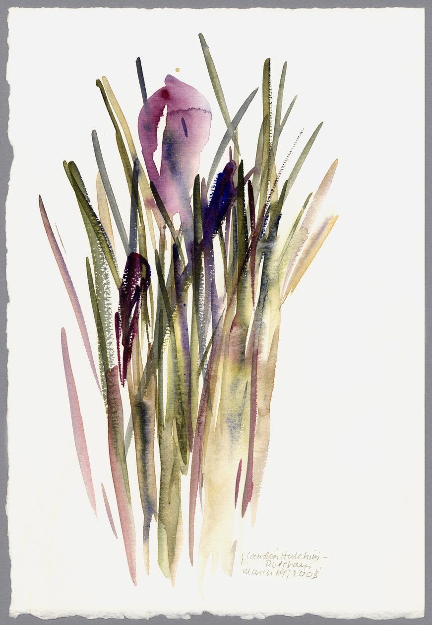 Crocus, 2003 (aguarela) de Claudia Hutchins Puechavy