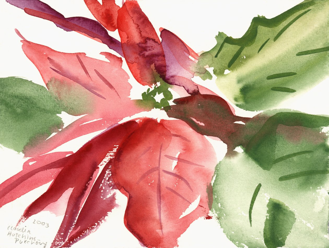 Poinsétia, 2003 (aquarela) de Claudia Hutchins Puechavy