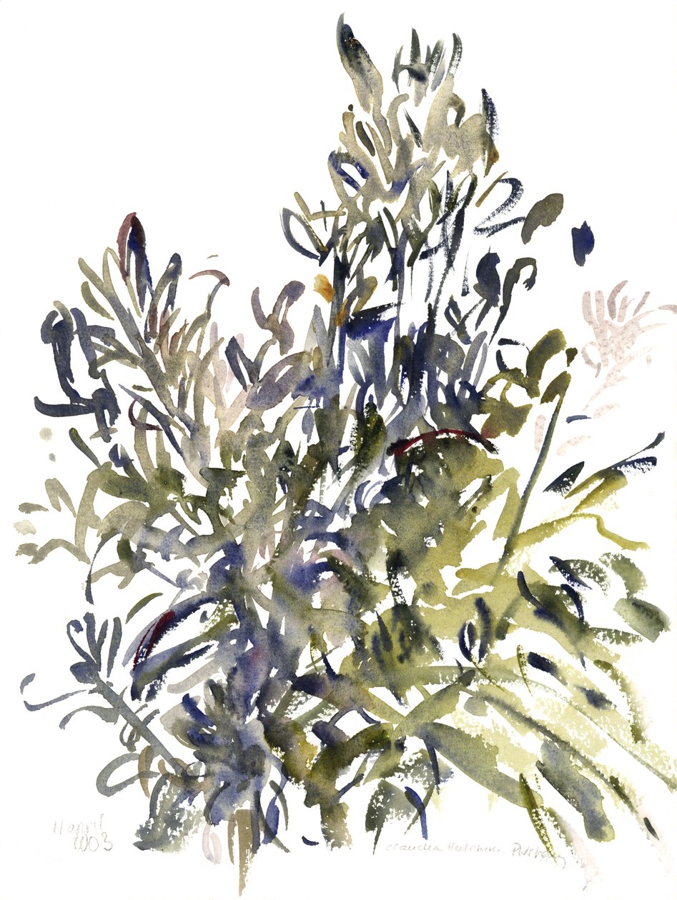 Senecio e outras plantas, 2003 (aquarela) de Claudia Hutchins Puechavy