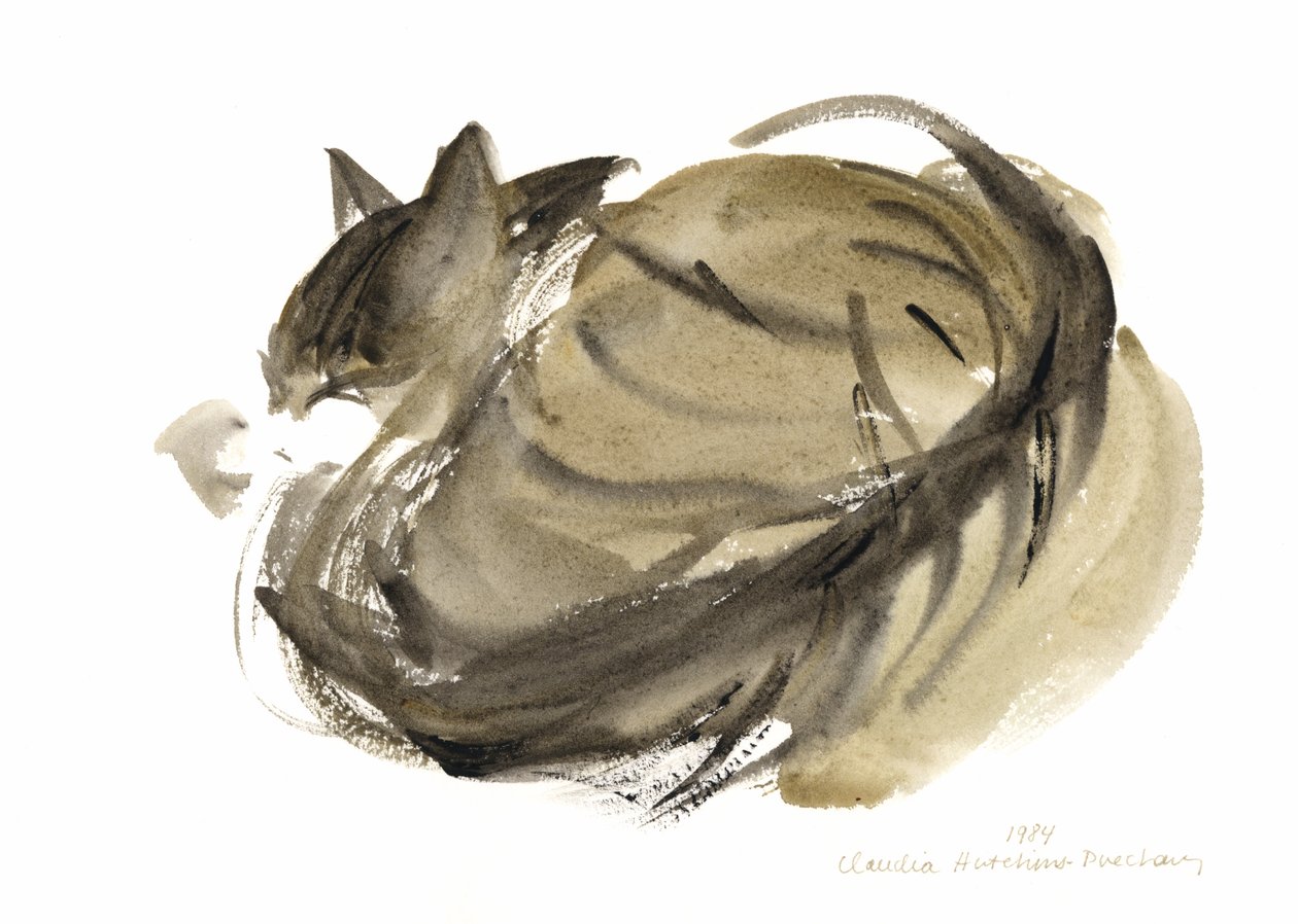 Gato dormindo, 1985 (aquarela) de Claudia Hutchins Puechavy